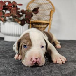 Cooper NALC - Red merle male Catahoula Leopard Dog puppy in Doerun, Georgia from Twig & Tail Puppies
