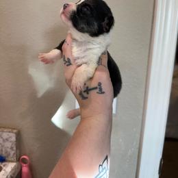 Girl 1 - Black and tan female Pembroke Welsh Corgi puppy in Aberdeen, Washington from Coastal country Farms