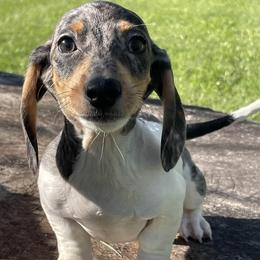 Klaus - Dapple male Dachshund puppy in Industry, Illinois from KDKs Kennels