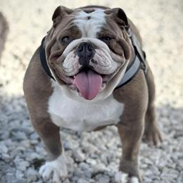 Maple - Bulldog