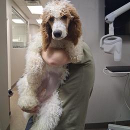 Red boy - Parti male Poodle puppy in Nolensville, Tennessee from White Willow Poodles