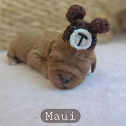 Maui - male Cavapoochon puppy in Bullard, Texas from Cavapoochon Central LLC