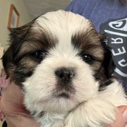 Gonzo - Brindle and white male Cavatzu puppy in Saint Paul, Minnesota from Amy’s Puppy Tzu