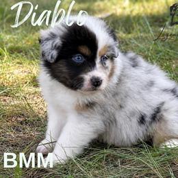 Diablo - Blue merle male Toy Australian Shepherd puppy in Leitchfield, Kentucky from Legendmaker MAS