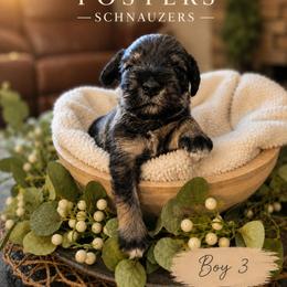 Boy 3 - Black and silver male Miniature Schnauzer puppy in Kersey, Colorado from Fosters Schnauzers