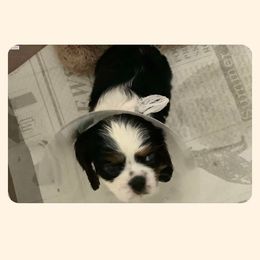 Cavapoo All Grown Up from Carolina Canines