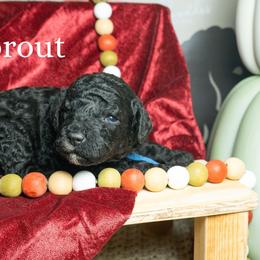 Sprout - Black female Poodle puppy in Spring Branch, Texas from Mezzo Poodles