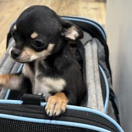 Chihuahua Puppies from McQueen’s Chi”s