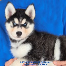 LAYLA'S MALE 2 - Black and white male Siberian Husky puppy in Manilla, Iowa from Bruck's Siberian Huskies