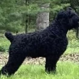 TANK - Black Russian Terrier