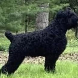 TANK - Black Russian Terrier