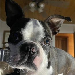 Boston Terriers and French Bulldogs from Savana’s Boston Terriers and French Bulldogs