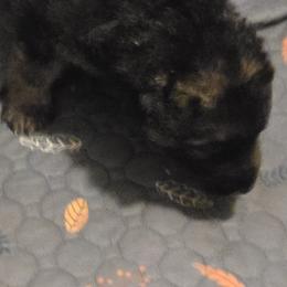Ms Tan - Black and cream female Shiloh Shepherd puppy in Okemah, Oklahoma from Shining Stars Shilohs