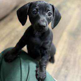 Pepper - Black female Dachshund puppy in Live Oak, Florida from Johnson’s Weiner Farm