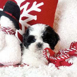 AKC Jack - Black and white male Shih Tzu puppy in Greenville, South Carolina from Babyface Shih Tzu