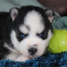 Jet - Black and white male Pomsky puppy in Albany, Indiana from Hatz Off Puppies