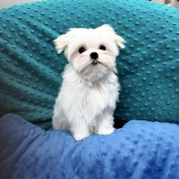 Brad Pitt - White male Maltese puppy in Phoenix, Arizona from Bella Dolce Maltese