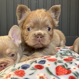 French Bulldogs from Your Utah Frenchie