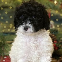 Australian Labradoodle Puppies from Quail Creek Doodles