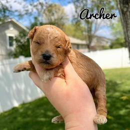 Archer - Apricot male Poodle puppy in Morehead, Kentucky from Paw Perfect Pets