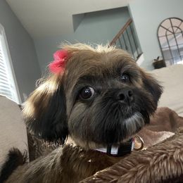 Shih Tzu All Grown Up from Wilson Kennel