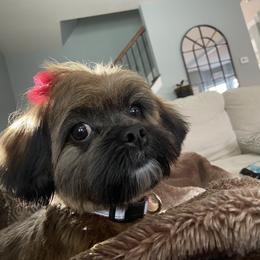 Shih Tzu All Grown Up from Wilson Kennel