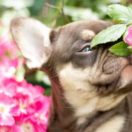 French Bulldogs from Cherry Ridge Frenchies