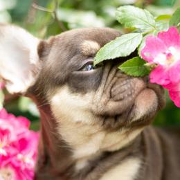 French Bulldogs from Cherry Ridge Frenchies