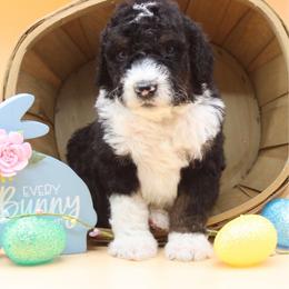 White Lightening - Tri-color male Bernedoodle puppy in Scottsville, Kentucky from Barren River Bernedoodles and Poodles