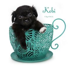 Kobi - Black male Mi-Ki puppy in Elizabeth, Colorado from Royal T Mi-Kis