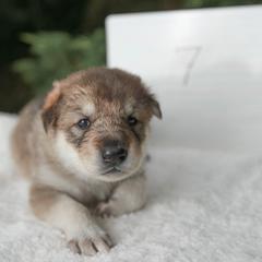 Tamaskan Puppies from Ageli Lykon