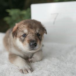 Tamaskan Puppies from Ageli Lykon