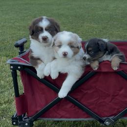 Miniature American Shepherds from Rhythmic Beat’s