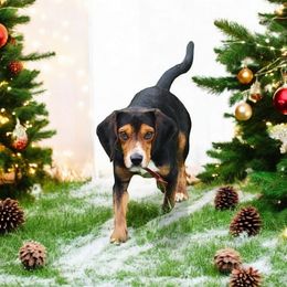 Beagle All Grown Up from Rustic Farm Sporting Beagles