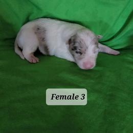 Border Collie Puppies from Blue Cypress Stock dogs