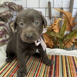 Dilute Retrievers and Labrador Retrievers from B and B Riverbottom Kennel