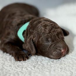 Girl 1 Teal collar - female Golden Mountain Doodle puppy in Spring, Texas from The Doodle Den