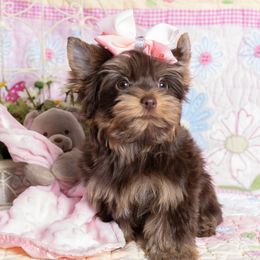 Yorkshire Terriers from Absolut' Parti Yorkies