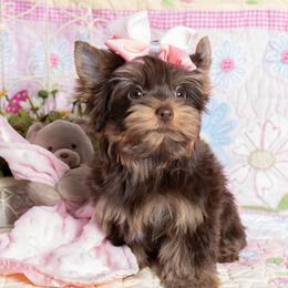 Yorkshire Terriers from Absolut' Parti Yorkies
