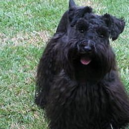 Miniature Schnauzers from Baby Bow Wow Schnauzers