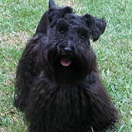 Miniature Schnauzers from Baby Bow Wow Schnauzers