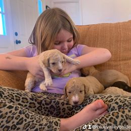 Goldendoodle Puppies from Blue Valley Goldendoodles