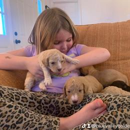 Goldendoodle Puppies from Blue Valley Goldendoodles