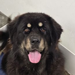 Queen Luna - Tibetan Mastiff