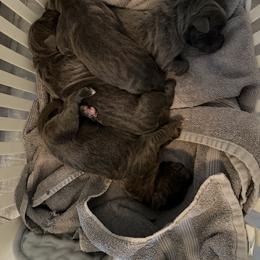 Jetta - Gray female Cane Corso puppy in Briggs, Texas from Capital City Corso’s
