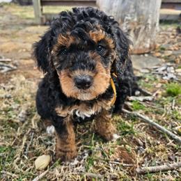 Yellow collar - Phantom female Bernedoodle puppy in Shelby, North Carolina from Forever Grateful Doodles