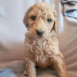 Poodles from Wild Angels Poodles