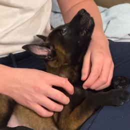 Light pink - Red sable female Belgian Malinois puppy in Highland City, Florida from VonSal Kennels
