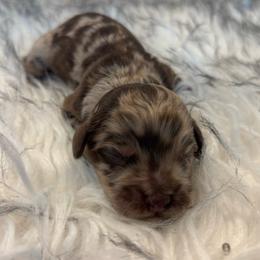 Banks - Merle male Cockapoo puppy in Tampa, Florida from Designer Puppy Boutique
