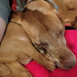 Girl 5 - Golden rust female Vizsla puppy in Springfield, Ohio from Amy's Vizslas